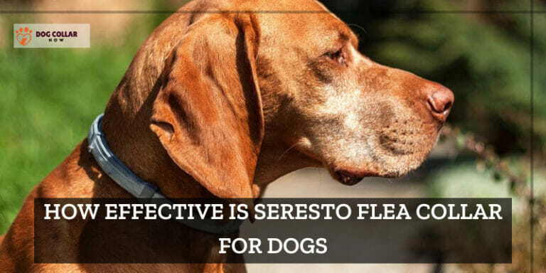 How Effective Is Seresto Flea Collar For Dogs – Unveil The Power