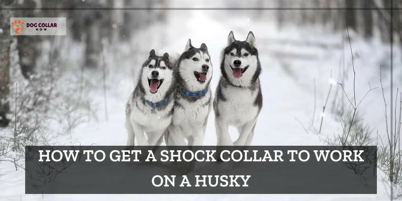 How To Get A Shock Collar To Work On A Husky
