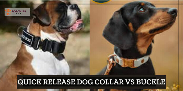 Quick Release Dog Collar vs Buckle – What Is Better Option