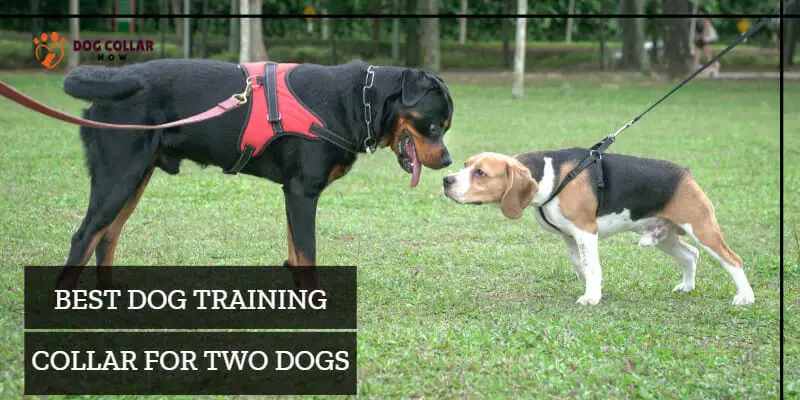Best Dog Training Collar for Two Dogs