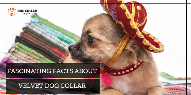 Discover Fascinating Facts About Velvet Dog Collars