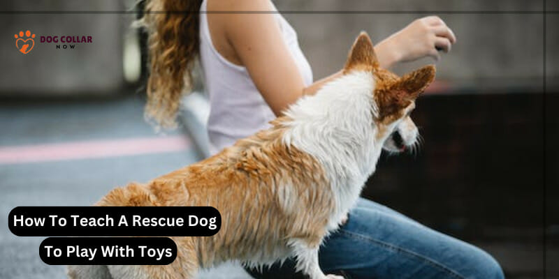 How To Teach A Rescue Dog To Play With Toys