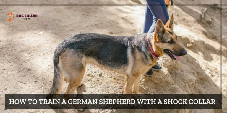 How To Train A German Shepherd With A Shock Collar – 10 Effortless Procedures