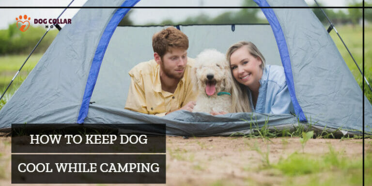 How To Keep Dogs Cool While Camping – 10 Minimalistic Steps