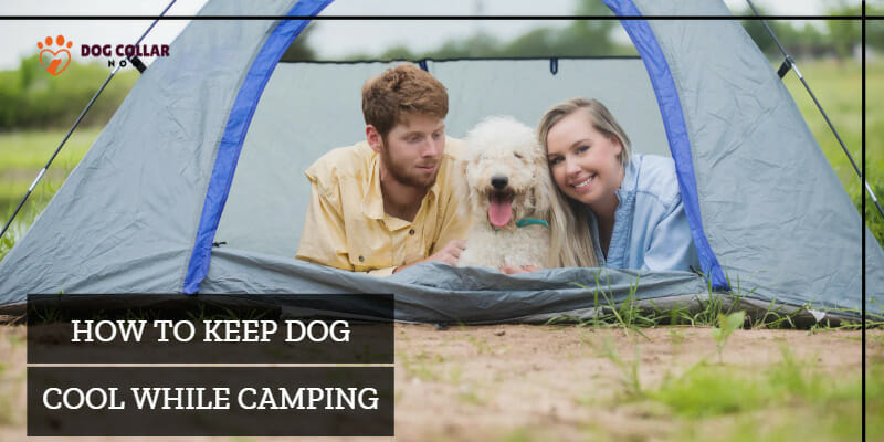 How to keep dog cool while camping