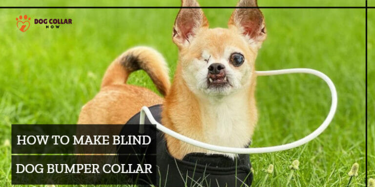 How To Make A Blind Dog Bumper Collar – 7 Uncomplicated Methods