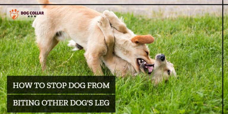 How To Stop Dog From Biting Other Dogs Legs – 5 Simple Techniques