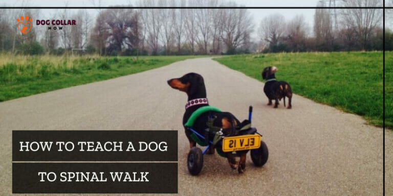 How To Teach A Dog To Spinal Walk – Learning Guide