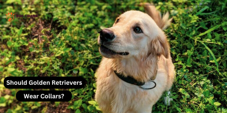 Should Golden Retrievers Wear Collars – Yes Or No