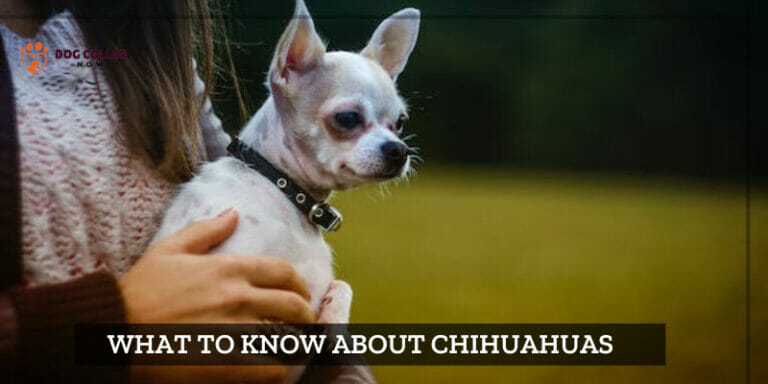 What To Know About Chihuahuas – Never Had Before