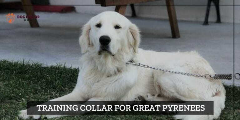 6 Best Training Collars for Great Pyrenees – (2024)