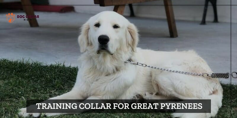 Best Training Collar For Great Pyrenees