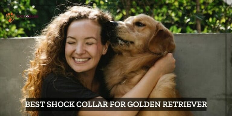 Best Shock Collar For Golden Retriever (2024)