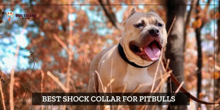 7 Best Shock Collar For Pitbulls – (2024)