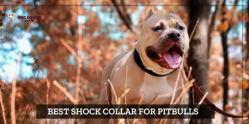 Best Shock Collar For Pitbulls