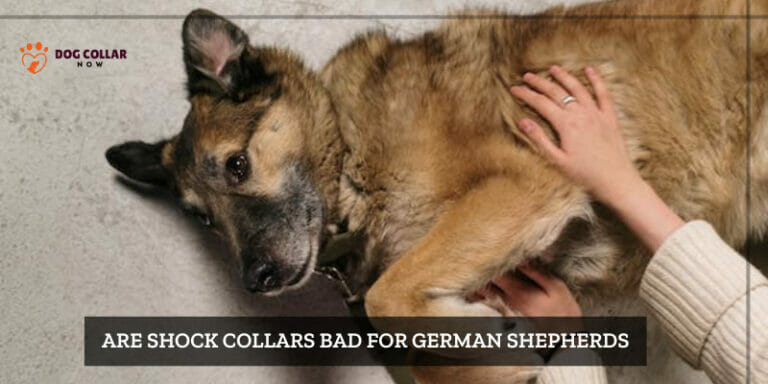Are Shock Collars Bad For German Shepherds – Pros Cons