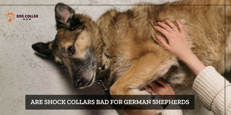 are shock collars bad for german shepherds