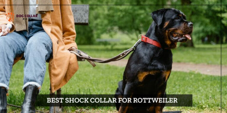 7 Best Shock Collar For Rottweiler – (2024)