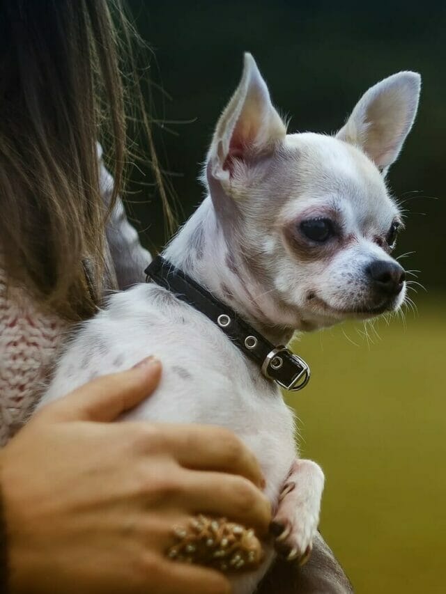 15 Astonishing Secrets About Chihuahuas You’ve Never Heard Before