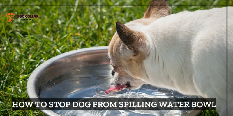 how to stop dog from spilling water bowl
