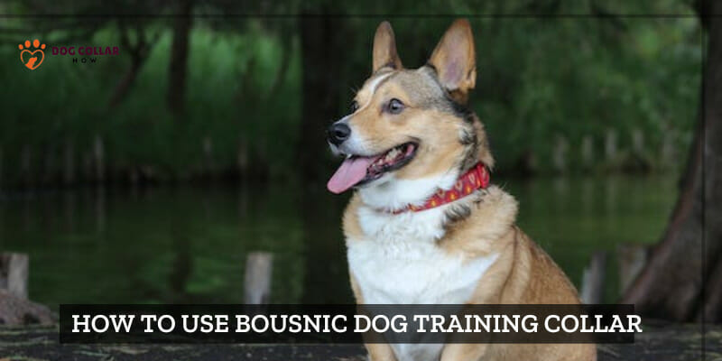how to use bousnic dog training collar