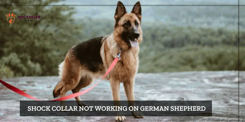 Shock collar not working on German shepherd