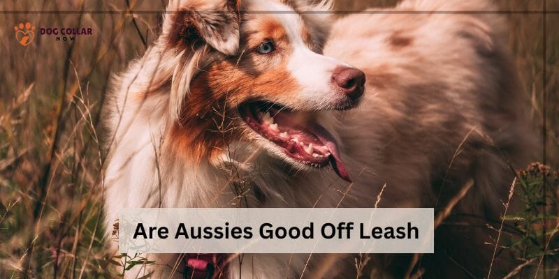 Are Aussies Good Off Leash