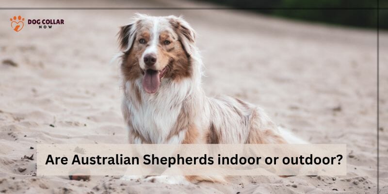 Are Australian Shepherds indoor or outdoor