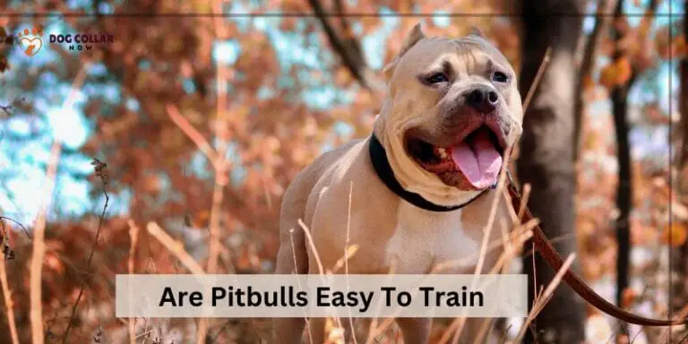 Are Pitbulls Easy To Train – Fact Or Fiction
