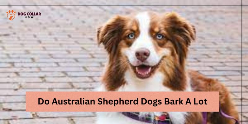Do Australian Shepherd Dogs Bark A Lot