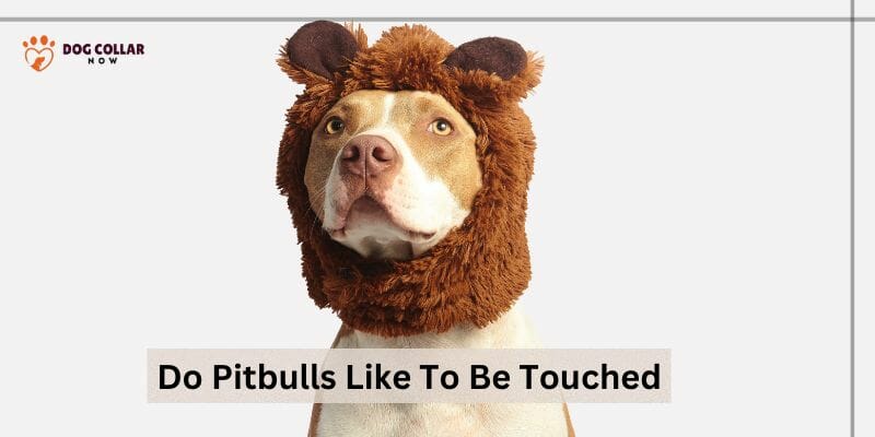 Do Pitbulls Like To Be Touched