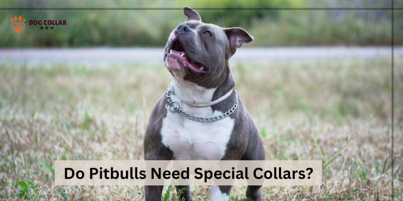 Do pitbulls need special collars