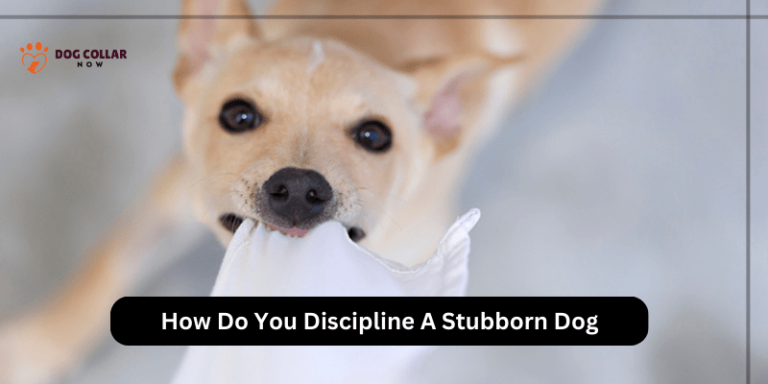 How Do You Discipline A Stubborn Dog – 7 Strategies