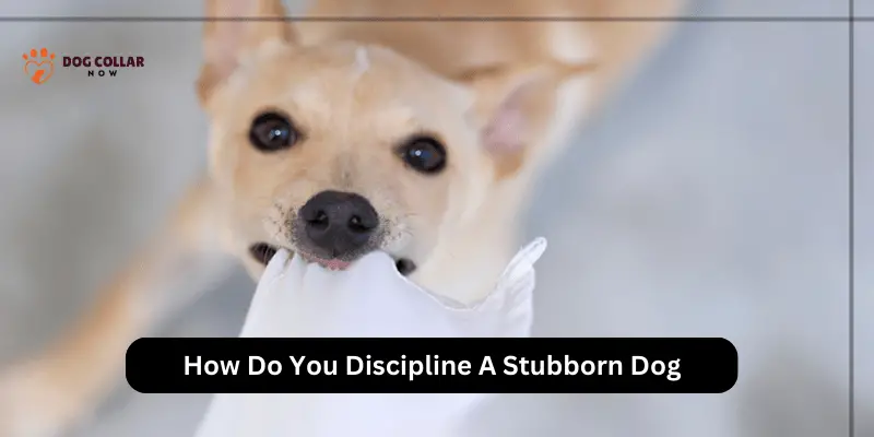 How Do You Discipline A Stubborn Dog