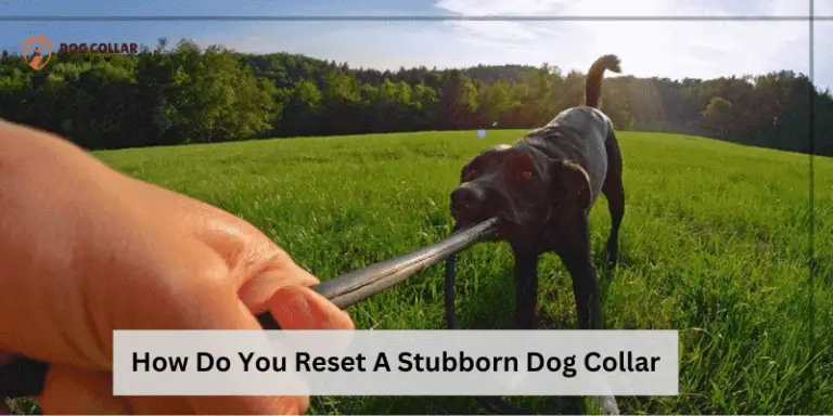 How Do You Reset A Stubborn Dog Collar – 11 Simple Steps