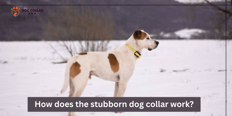 How does the stubborn dog collar work?