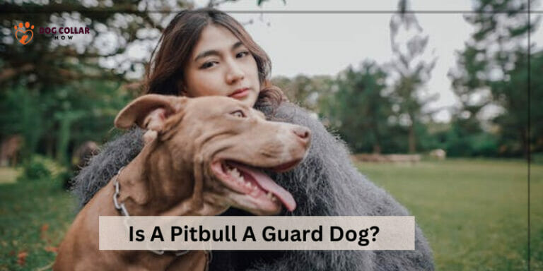 Is A Pitbull A Guard Dog – 5 Things To Know