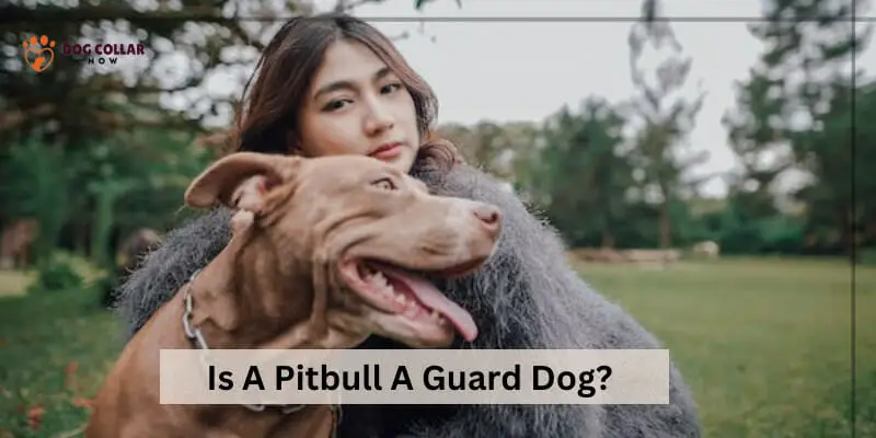 Is a pitbull a guard dog