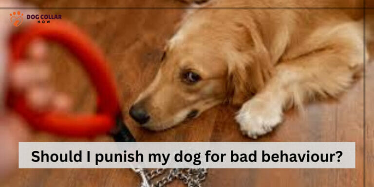 Should I Punish My Dog For Bad Behavior – To Punish Or Not