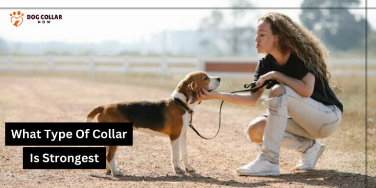 What Type Of Dog Collar Is Strongest – Unleash The Strongest