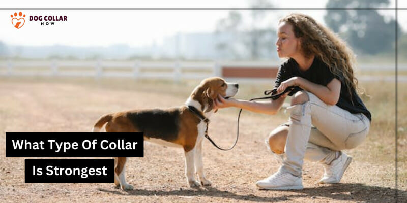 What Type Of Dog Collar Is Strongest