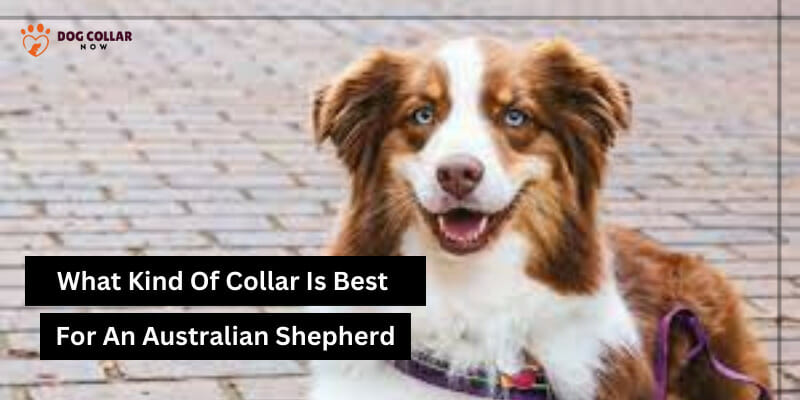 What kind of collar is best for an Australian Shepherd
