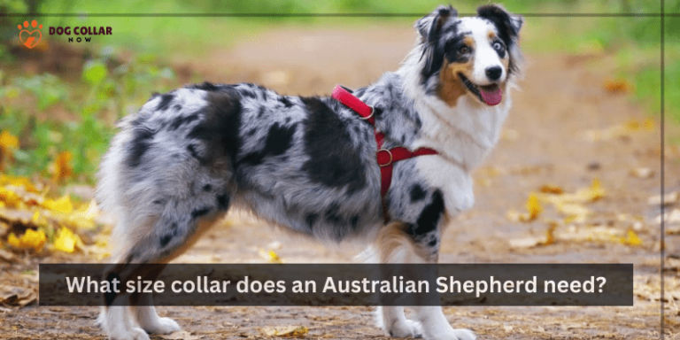 What Size Collar Does An Australian Shepherd Need – Proper Sizing Guide