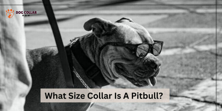 What Size Collar Is A Pitbull –  Finding the Right Fit