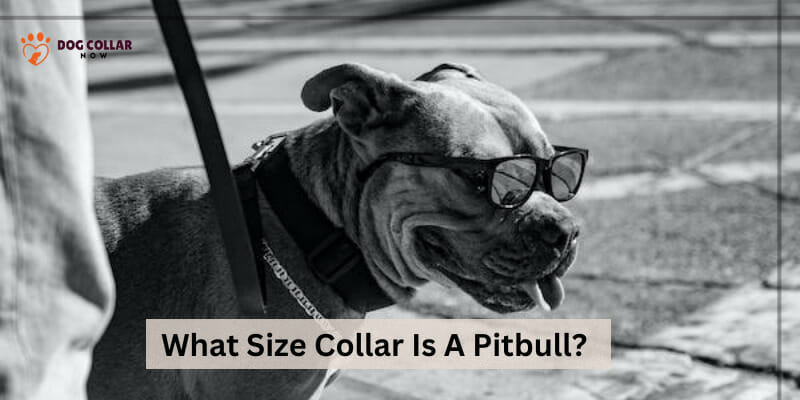 What size collar is a pitbull