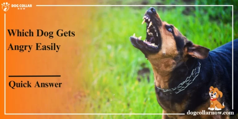 Which Dog Gets Angry Easily – Unveiling The Quick Temper