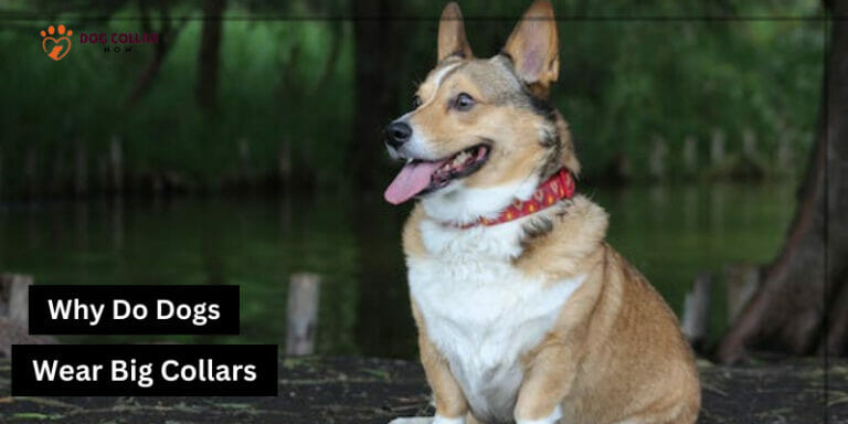 Why Do Dogs Wear Big Collars – 6 Main Reasons