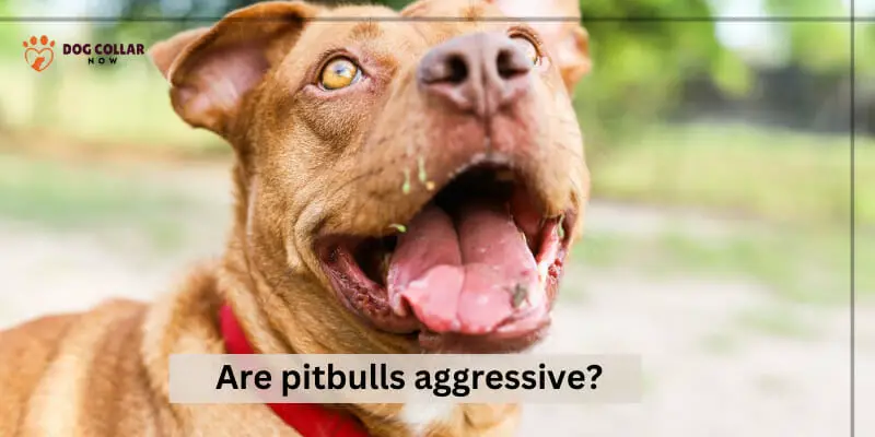 Are pitbulls aggressive