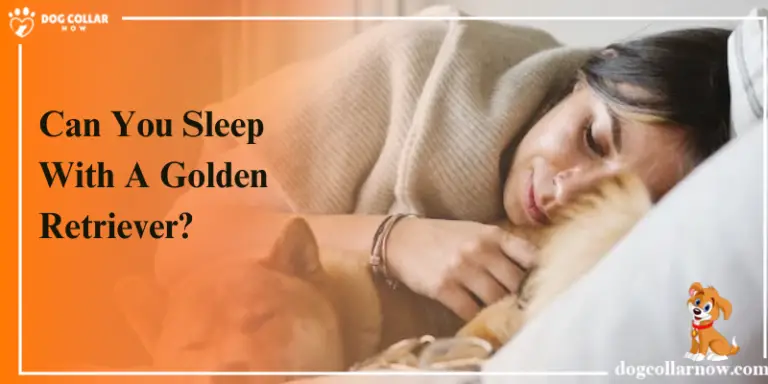 Can You Sleep With A Golden Retriever – Complete Guide