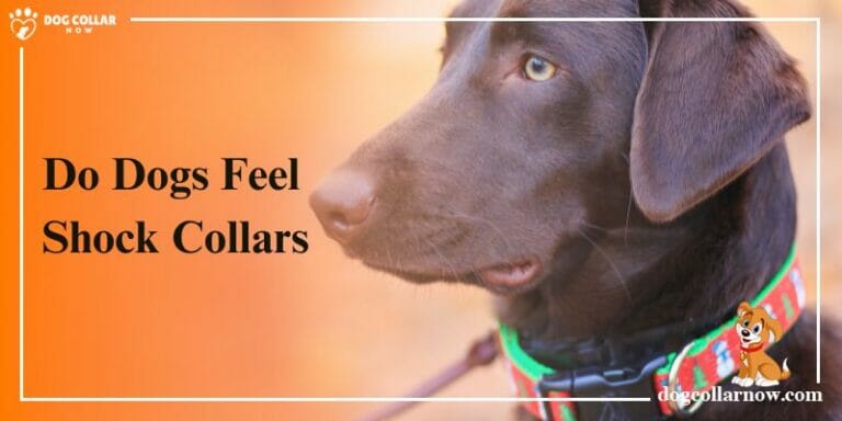 Do Dogs Feel Shock Collars -Separating Fact From Fiction